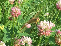 Sympetrum costiferum
