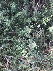 Kunzea leptospermoides