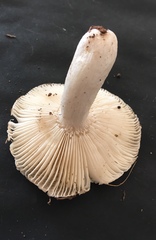 Russula albidula