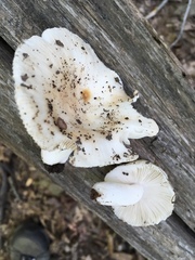 Russula albidula
