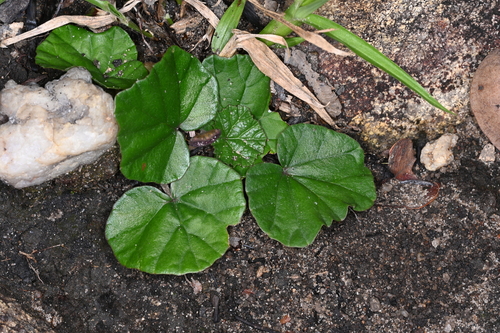 Foto de Carapiá