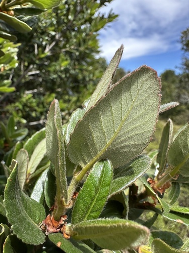 Image of Eucryphia cordifolia by (c) Matt Berger, some rights reserved (CC BY)