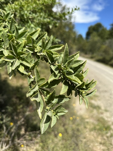 tree of the sorcerers (Latua pubiflora)