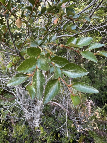 Image of Nothofagus nitida by (c) Matt Berger, some rights reserved (CC BY)