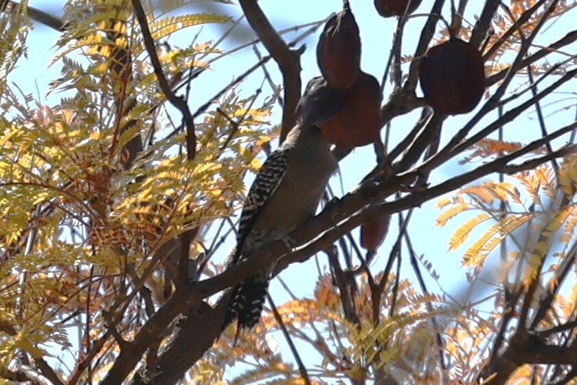 Grey-breasted Woodpecker (Melanerpes hypopolius), photo 10