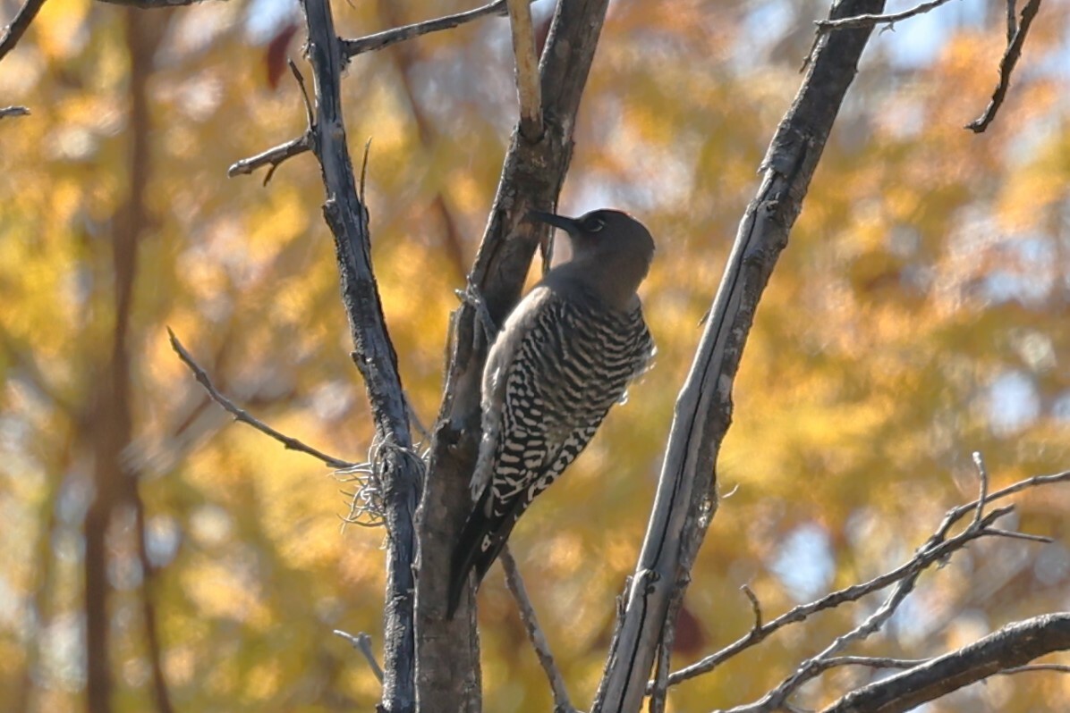 Grey-breasted Woodpecker (Melanerpes hypopolius), photo 9