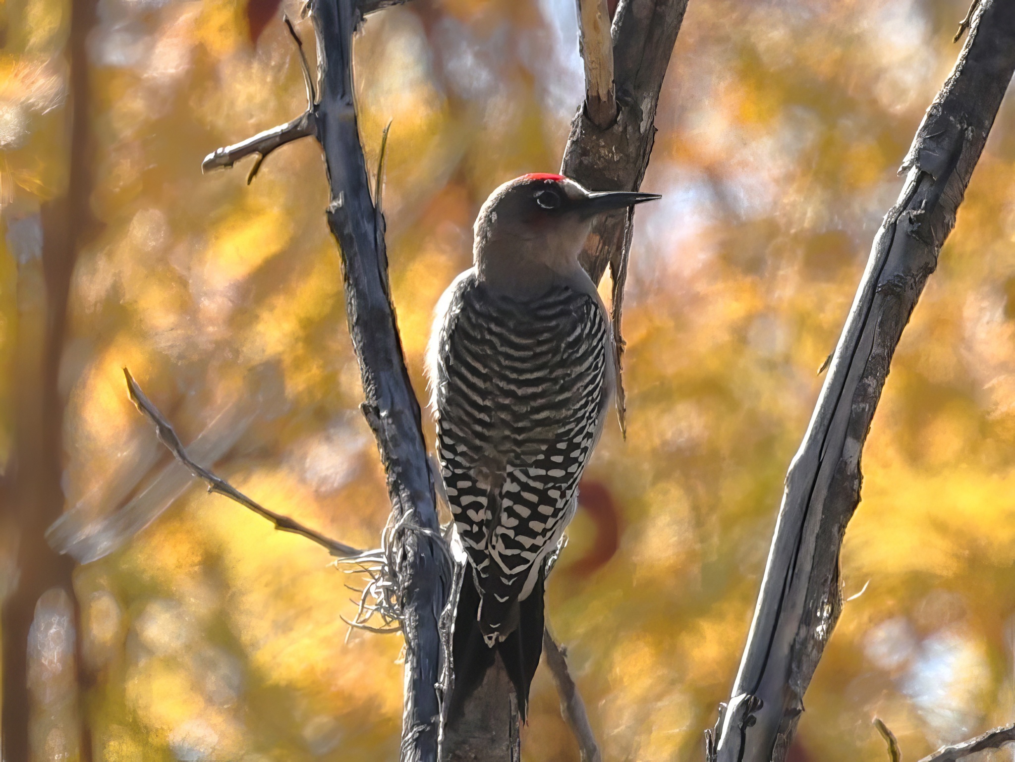 Grey-breasted Woodpecker (Melanerpes hypopolius), photo 8