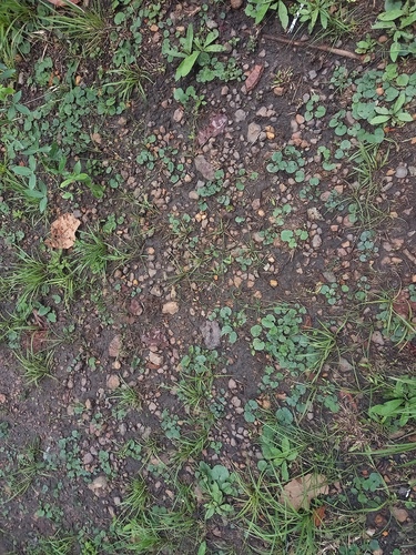 Foto de Carapiá
