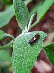 Scythris sinensis