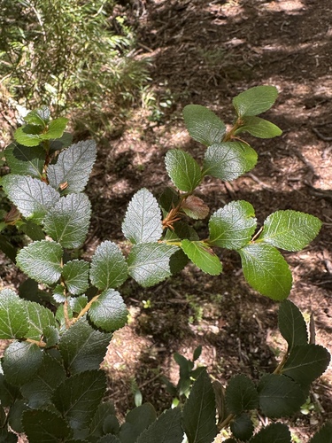 Image of Nothofagus nitida by (c) Matt Berger, some rights reserved (CC BY)