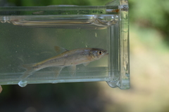 Lythrurus umbratilis