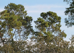 Pinus clausa
