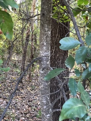 Pleiogynium timoriense