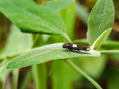 Scythris sinensis