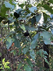 Pleiogynium timoriense