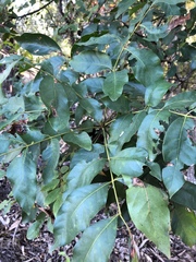 Pleiogynium timoriense