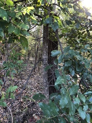 Pleiogynium timoriense