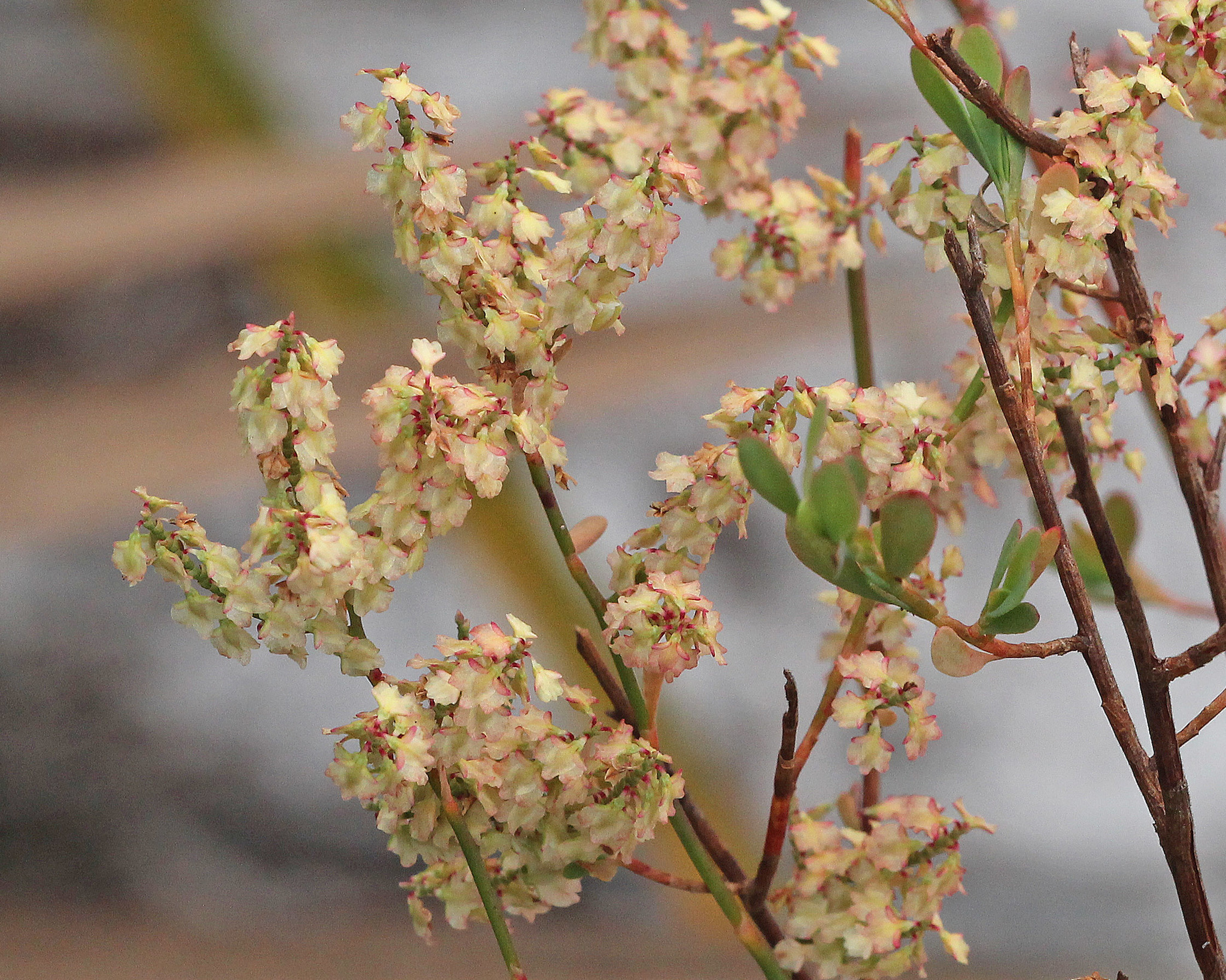 Polygonella polygama