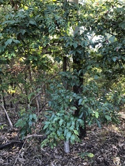 Pleiogynium timoriense