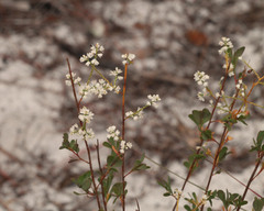 Polygonella polygama