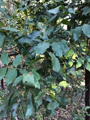 Pleiogynium timoriense