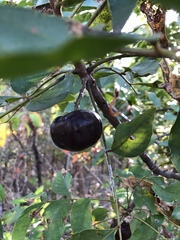 Pleiogynium timoriense