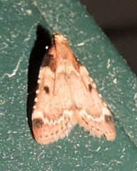 Aglossa costiferalis