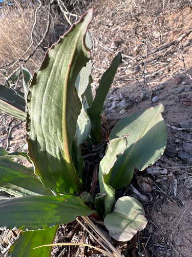 Foto de Ruibarbo-silvestre