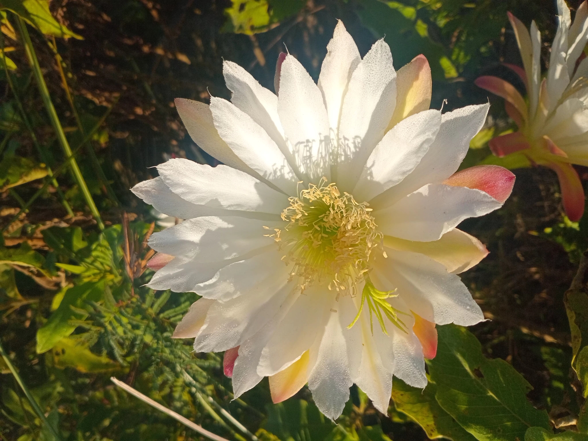 Cereus hildmannianus