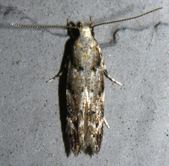 Coleotechnites coniferella