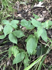 Silene stellata