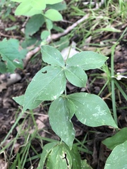 Silene stellata