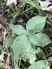 Silene stellata