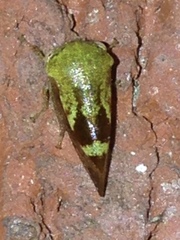 Ophiderma