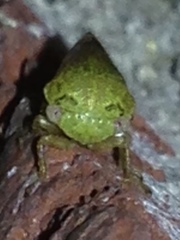 Ophiderma