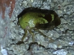 Ophiderma