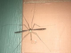 Tipula caloptera