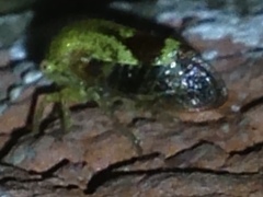 Ophiderma