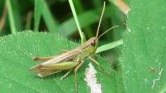 Chorthippus albomarginatus