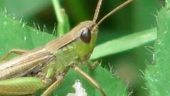 Chorthippus albomarginatus