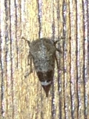 Ophiderma