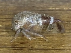 Ophiderma