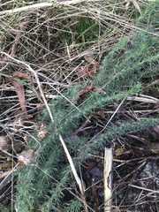 Hibbertia fasciculata