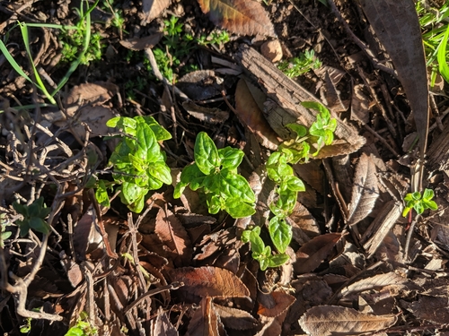 Image of Mentha australis by (c) Cobi Calyx, some rights reserved (CC BY)