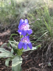Penstemon glaber