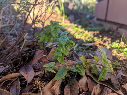 Image of Mentha australis by (c) Cobi Calyx, some rights reserved (CC BY)