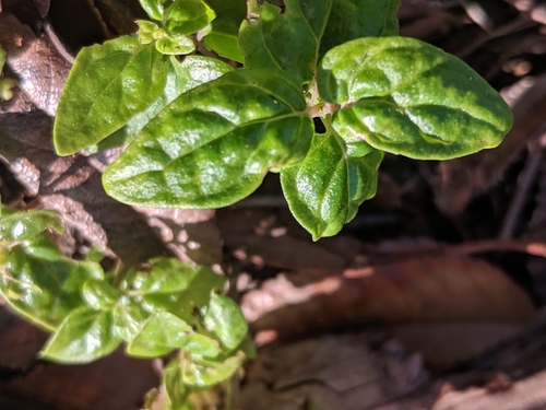 Image of Mentha australis by (c) Cobi Calyx, some rights reserved (CC BY)