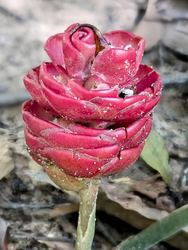 Image of Zingiber zerumbet by no rights reserved