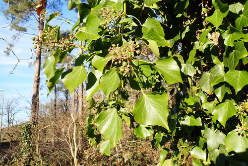 Image of Hedera hibernica by (c) Thomas Gyselinck, some rights reserved (CC BY)