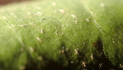 Image of Hedera hibernica by (c) Thomas Gyselinck, some rights reserved (CC BY)